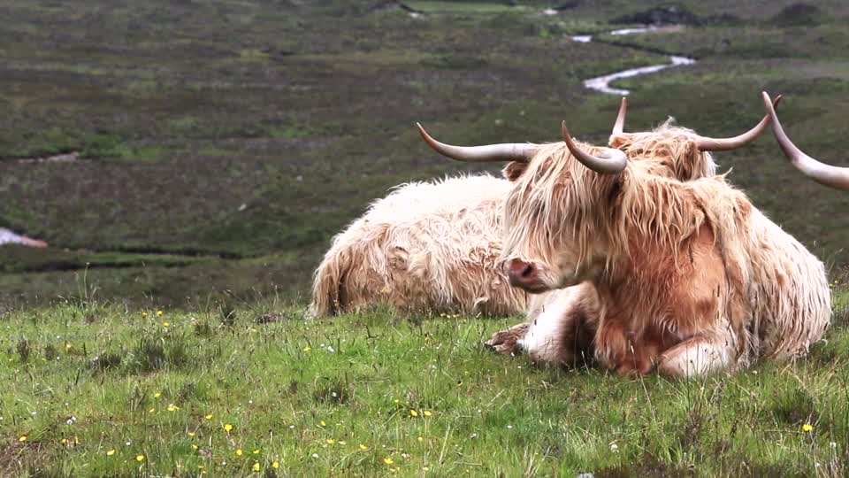 Highlanders cattle cows