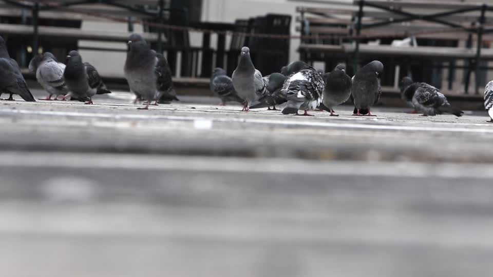 Pigeons doves birds