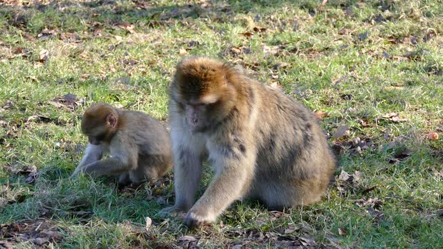 Barbary macaque monkeys barbary