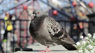 Pigeon bird dove