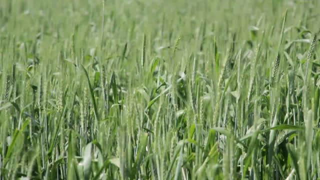Wheat field crop