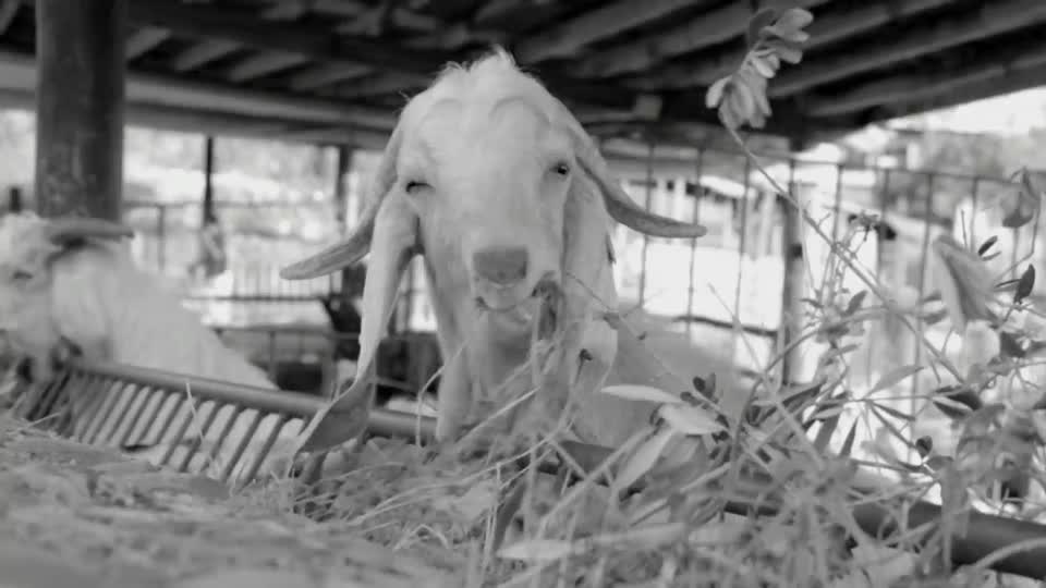 Goat livestock food