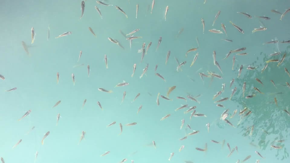 Fish tank fish swarm