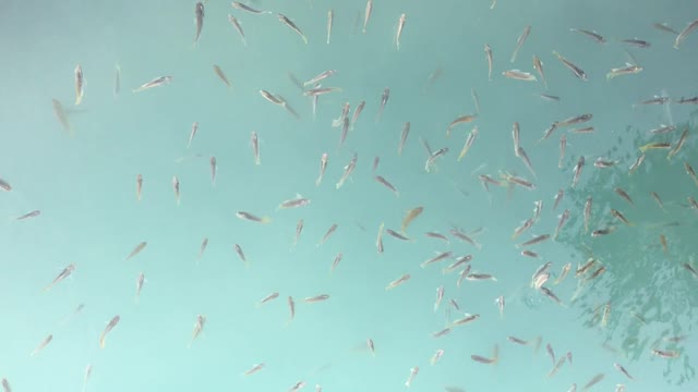 Fish tank fish swarm