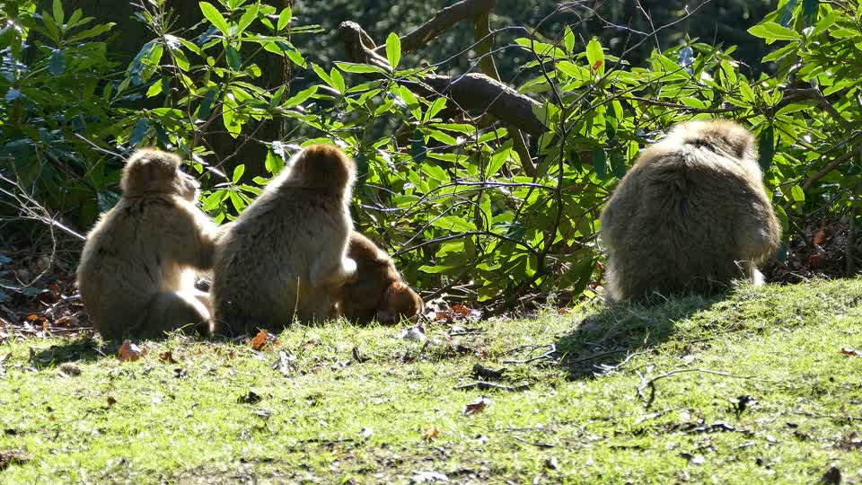 Barbary macaque monkey barbary