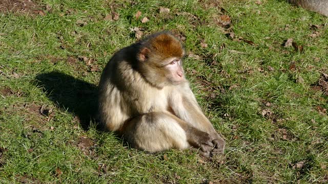 Barbary macaque monkey barbary
