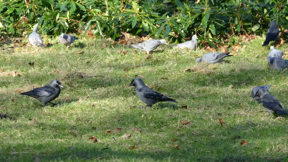 Birds feeding nature