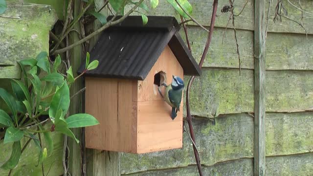 Garden birds blue tit nesting
