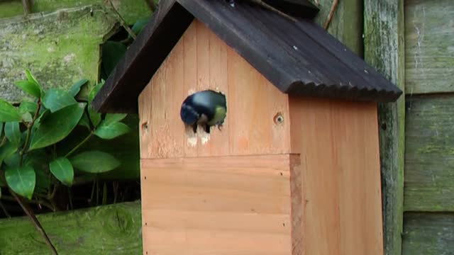 Garden bird blue tit nesting