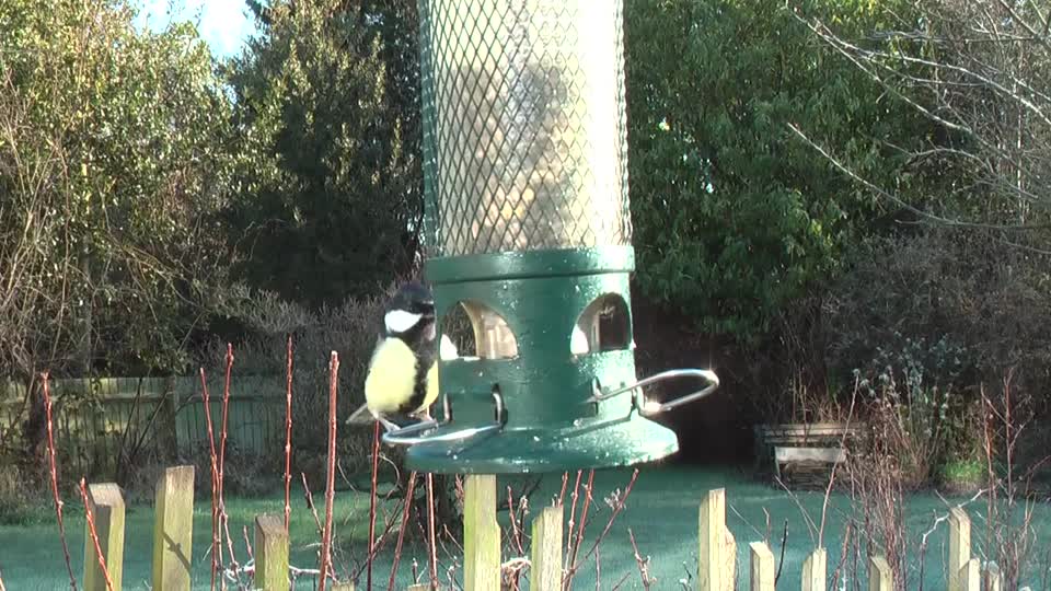 Bull finch garden birds bird song
