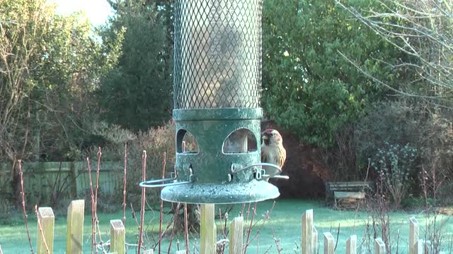 Redpoll garden birds feeder