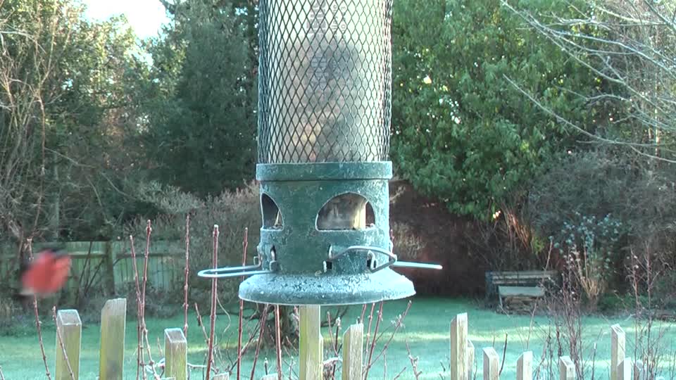 Garden bird bird song male bull finch