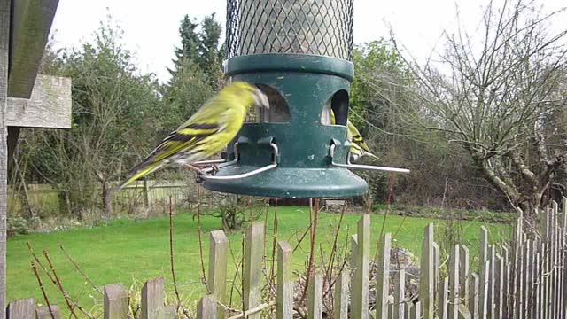 Siskins garden birds bird feeder