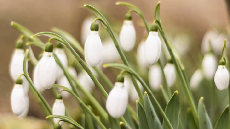 Snowdrops blooming blossom