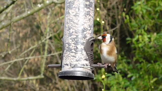 Gold finch finch garden birds