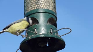 Blue tit garden birds garden bird