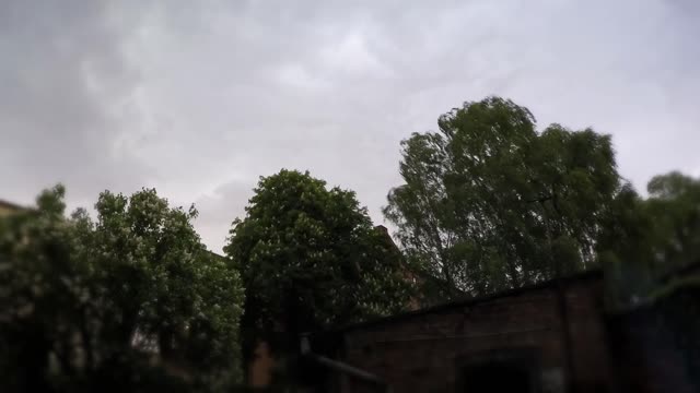 Forest trees wind