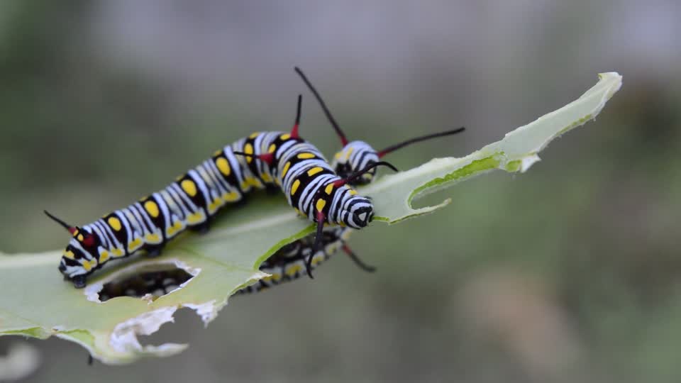 Caterpillar insect danaus