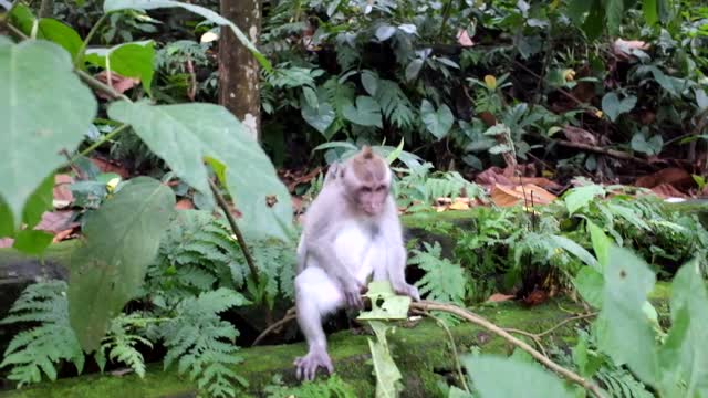Monkey cute funny