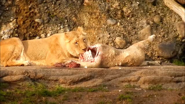 Lion meal big cat