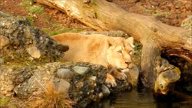 Lion drink big cat