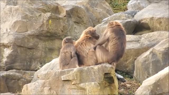 Monkeys dschelada louse