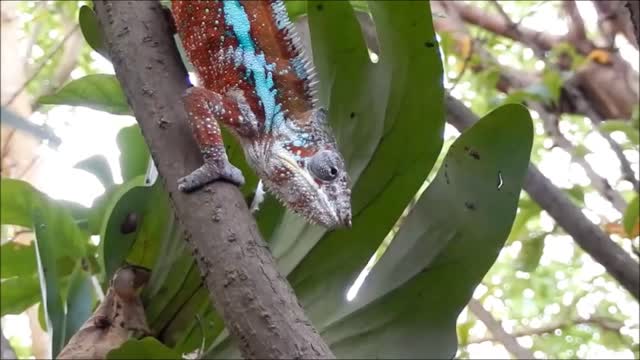 Chameleon meal hunt