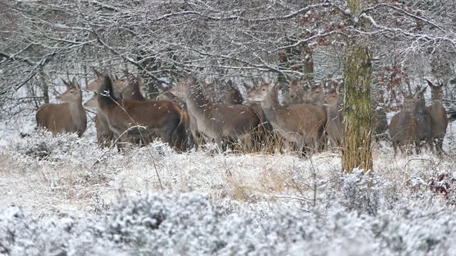 Deer herd forest