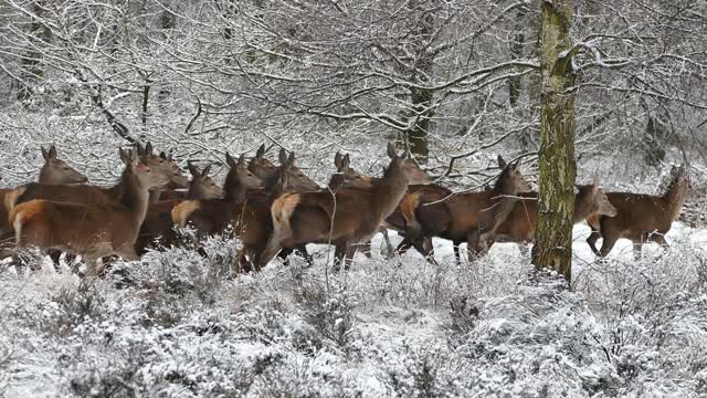 Deer herd nature