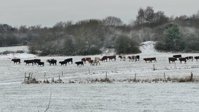 Cattle livestock cows