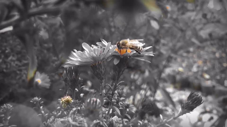 Honey bee blossom bloom
