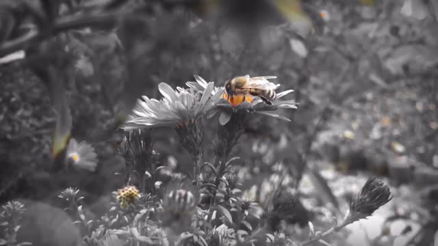 Honey bee blossom bloom