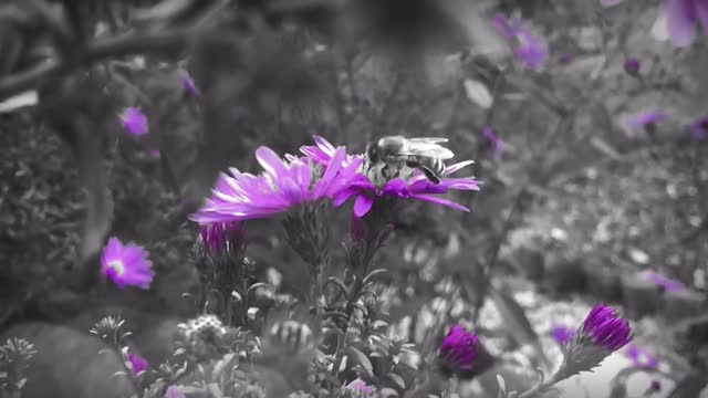 Honey bee flower blossom