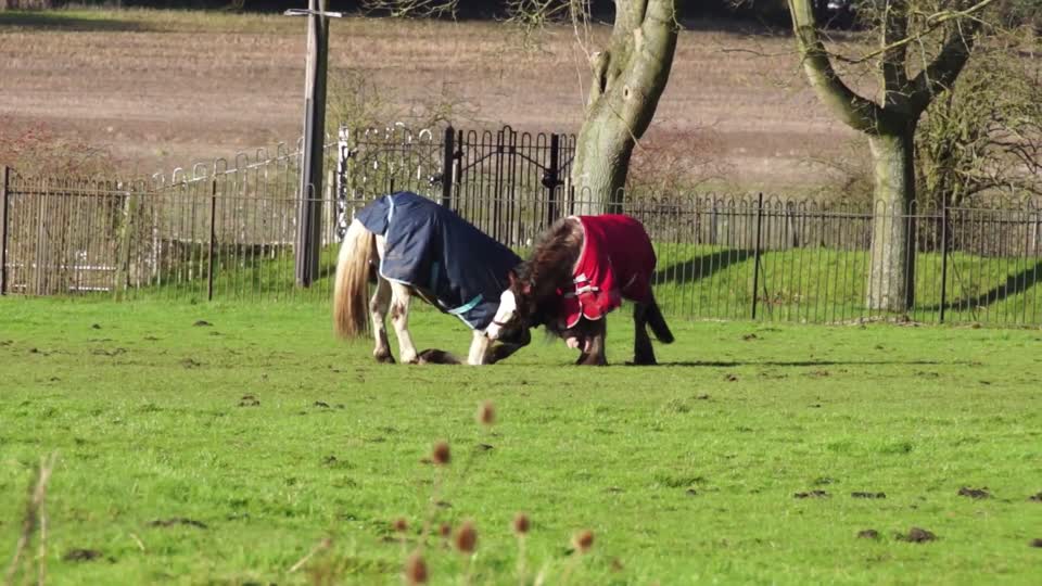 Horses countryside field