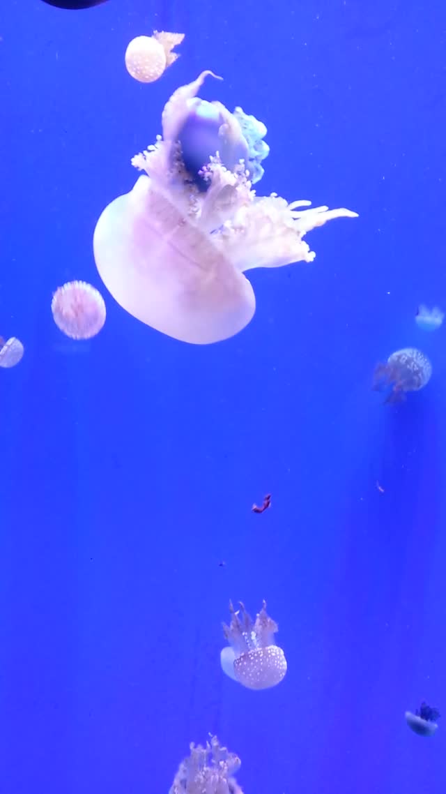 Jelly fish blue water underwater