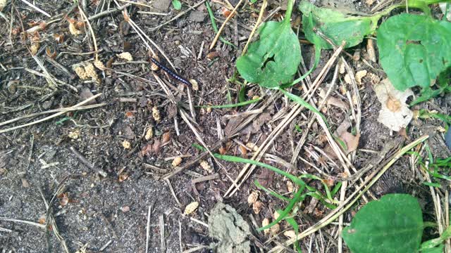 Millipede waking forest