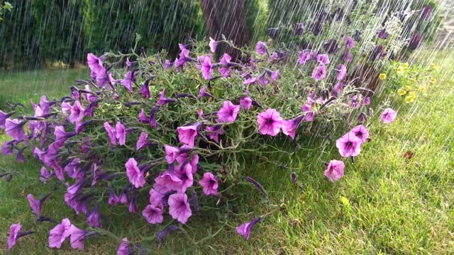 Flowers rain summer