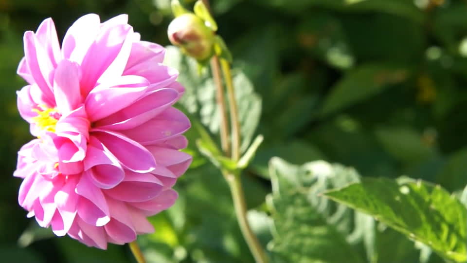 Dahlia flower nature