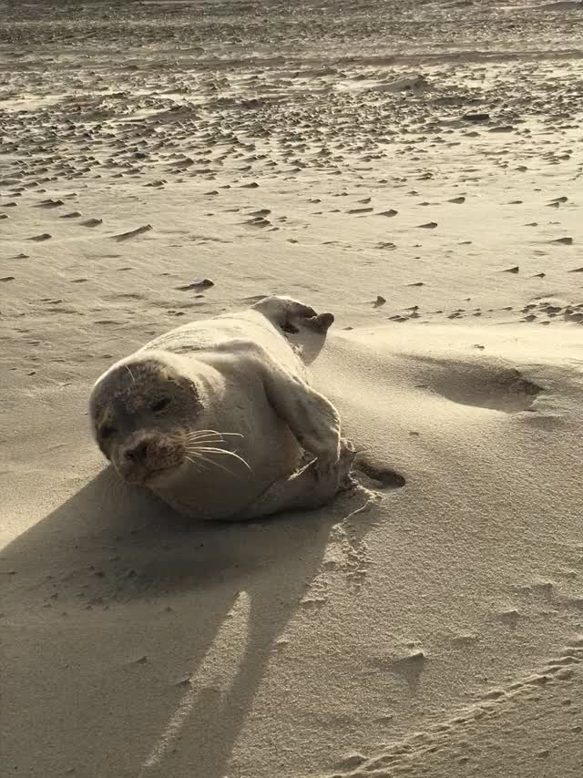 Seals seal sand