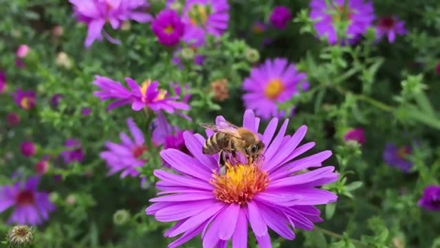 Honey bee nectar pollen