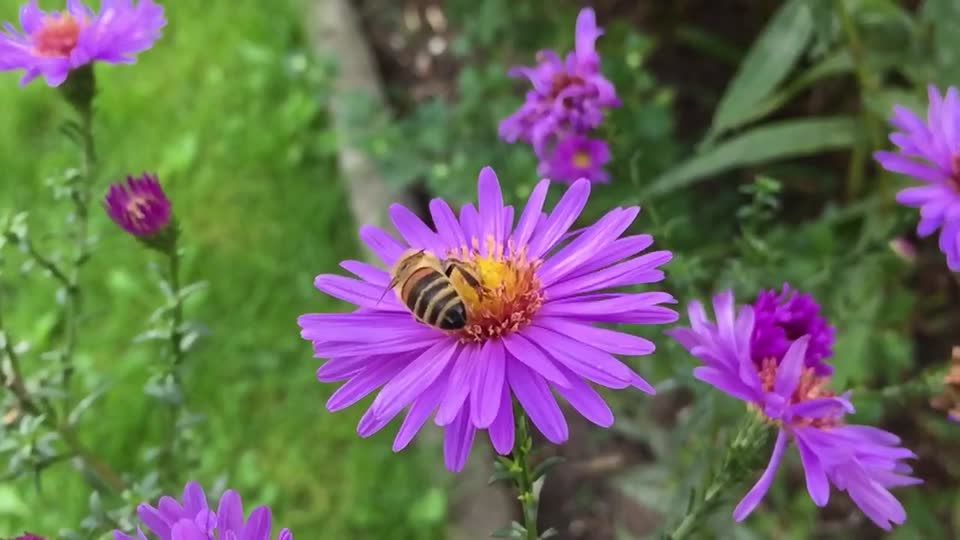 Bee insect blossom