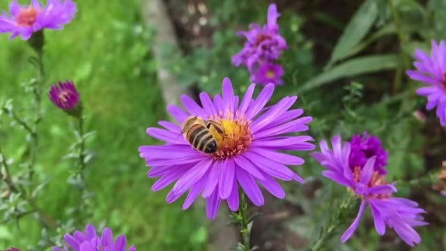 Bee insect blossom