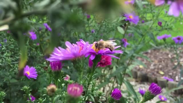 Bee flower plant