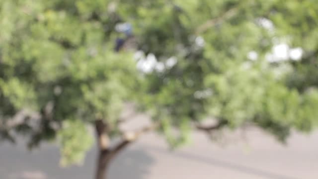 Traffic bokeh tree