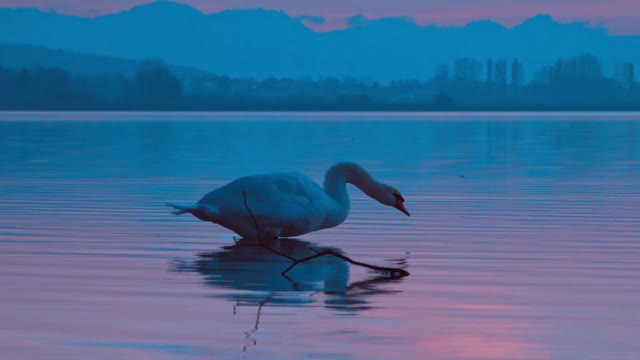 Swan bird evening