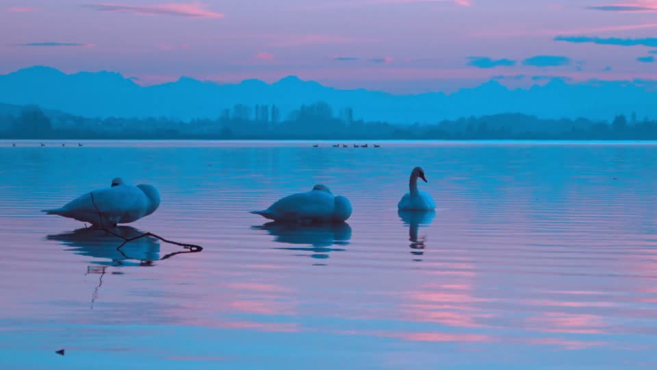 Swans birds evening