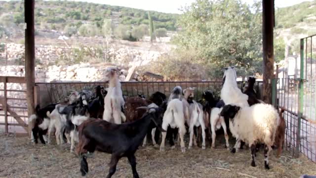 Goats farm animals farm