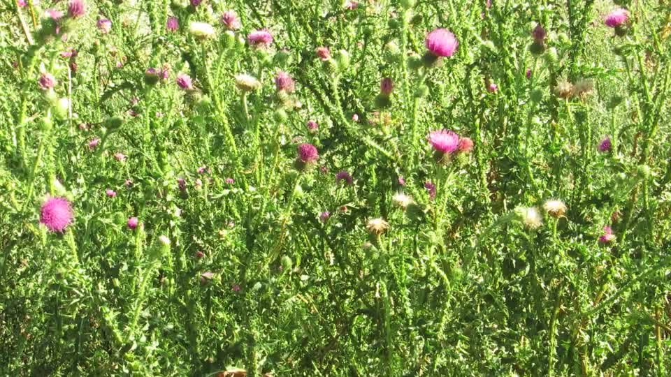 Nature weeds grass
