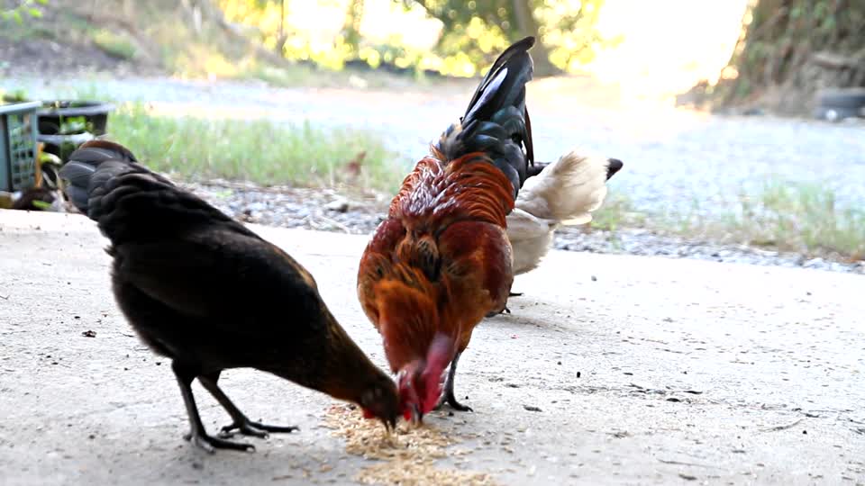 Chicken jungle fowl chicken house