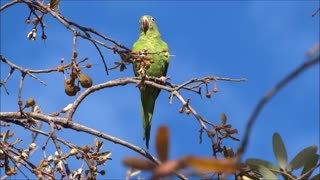 Parakeet birds brazilian birds